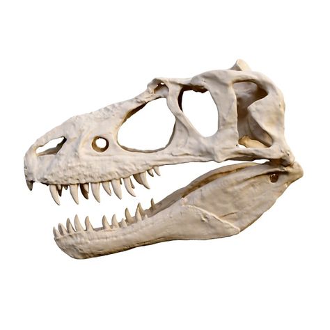 Tyrannosaurus rex skull fossil 3D models download,and view in VisionPro, Meta Quest - Freecreat Skull Side View, Tyrannosaurus Rex Skull, Animal Skull Drawing, Jurassic World Wallpaper, T Rex Skull, Object Reference, Dinosaur Skull, Apple Vision Pro, Shark Hat