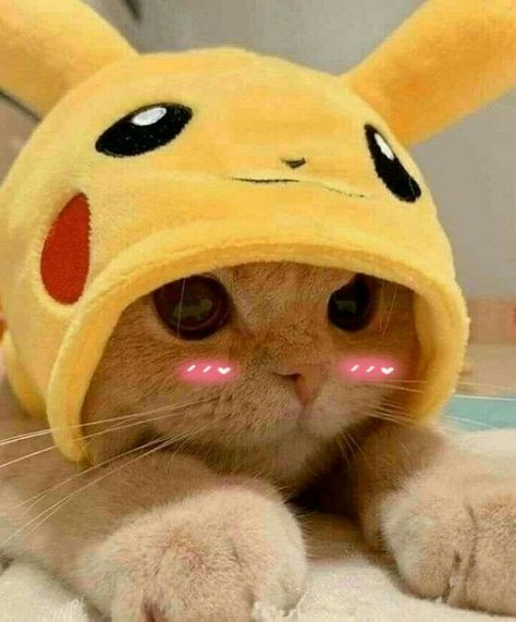 Picolé | Cute baby cats, Baby cats, Cute cats and dogs Pikachu Cat, Cute Pikachu, Animal Icon, Animated Animals, Daily 5, Kittens Funny, Animal Sketches, Wildlife Nature