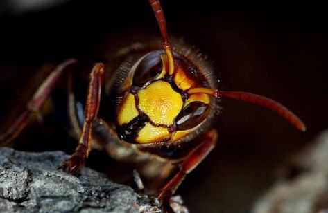 Being afraid of hornets is completely natural as they will attack if you get too close or disturb their nest. Their stings are painful, so you’ll of course want to clear your yard of all hornets to keep your family safe. How do you get rid of a hornet’s nest? Homemade traps with vinegar, meat, […] Hornet Sting, Bee Killer, Hornet Trap, Hornet Nest, End Of Fall, Hornets Nest, Carpenter Bee, Bug Zapper, Hornet