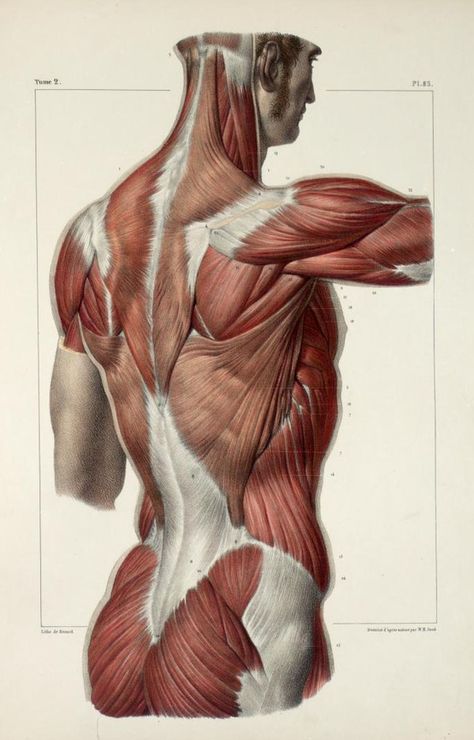 Artistic Anatomy : Photo Body Muscle Anatomy, Anatomy Images, Human Body Anatomy, Human Anatomy Drawing, Human Figure Drawing, Human Anatomy Art, Anatomy Sketches, Anatomy For Artists, Have Inspiration