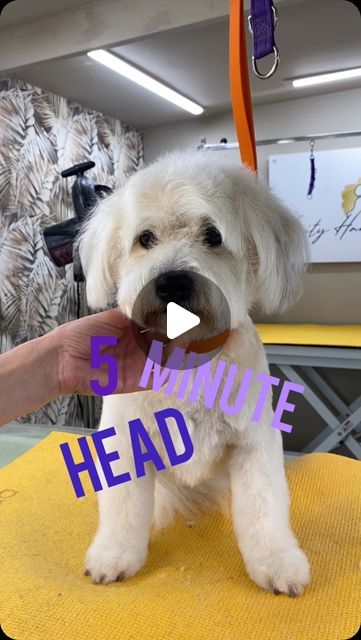 Learn Dog Grooming, Small Dog Grooming Styles, Bichon Poodle Mix, Dog Grooming Shih Tzu, Maltese Poodle Mix, Dog Grooming Diy, Puppy Haircut, Maltese Poodle, Parti Poodle