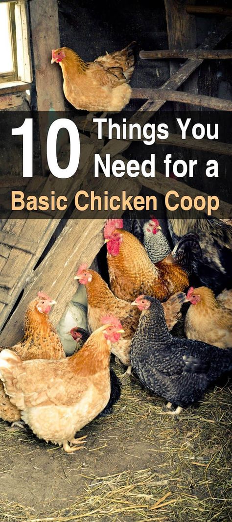 Basic Chicken Coop, Urban Chicken Farming, Small Chicken Coops, Easy Chicken Coop, Chicken Coop Garden, Chicken Barn, Portable Chicken Coop, Backyard Chicken Coop Plans, Diy Chicken Coop Plans