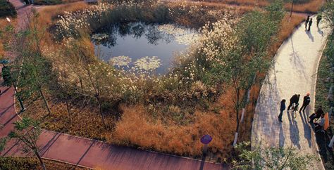 fall....* its also orange her Wetland Design, Wetland Park, Ecology Design, Park Design, Easy Landscaping, Park Pictures, Landscape Architecture Design, Urban Park, Water Management