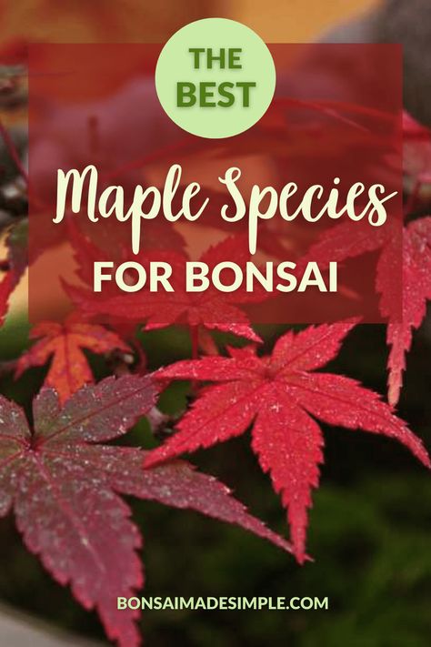 Pinecone Bonsai, Bonsai Styling, Bonsai Maple Tree, Bonsai Growing, Bonsai For Beginners, Red Maple Bonsai, Japanese Maple Bonsai, Bonsai Fruit Tree, Tree Types