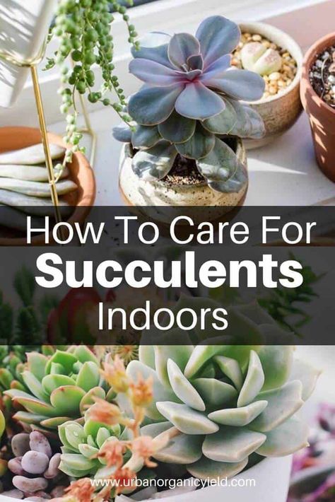 Multiplier Des Plantes Grasses, Care For Succulents, Indoor Succulents, Succulent Garden Indoor, Succulent Garden Design, Plant Care Houseplant, Succulent Garden Diy, Propagating Succulents, Succulents Plants