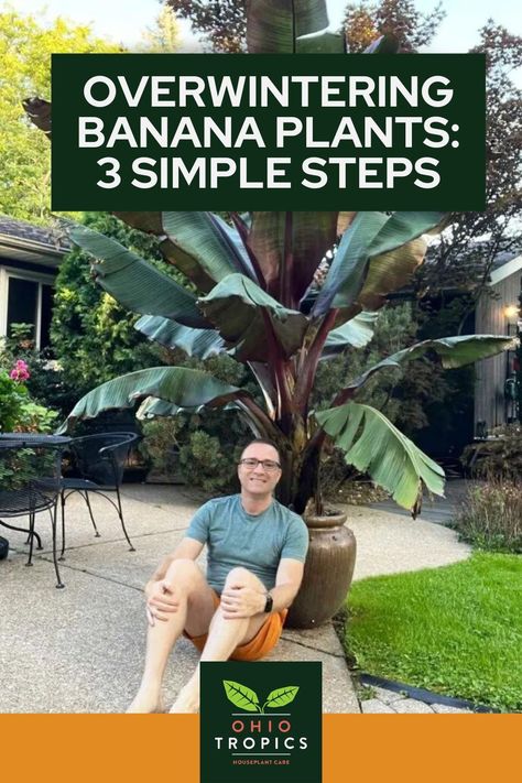 Overwintering banana plants is one of the easiest things ever. If you’re anything like me, you would hate to just watch that huge banana plant freeze and die after a long summer of luxurious growth. In this post, I will show you exactly how to overwinter your Red Abyssinian Banana plant. If you’ve never done it before, you will be shocked at how simple it is. Delve into the post to learn exactly how. Overwintering Banana Plants, Banana Plant Outdoor Pot, Banana Plants Outdoor, Banana Plant Outdoor, Banana Plants In Pots, Banana Tree In Pot, Banana Plant Indoor, Red Banana Plant, Red Banana Tree