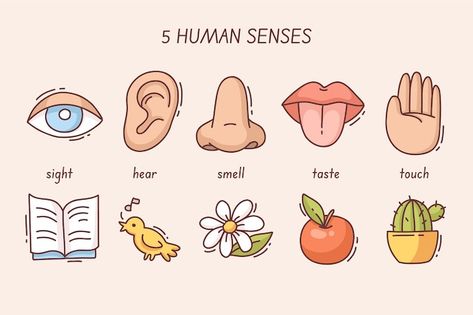 Free vector 5 senses infographic design | Free Vector #Freepik #freevector #five-senses #senses #explanation #infographic-design Five Senses Illustration, 5 Senses Illustration, 5 Senses Poster, Five Senses Poster, 7 Senses, Gratitude Activity, Five Senses Preschool, The 5 Senses, Senses Preschool