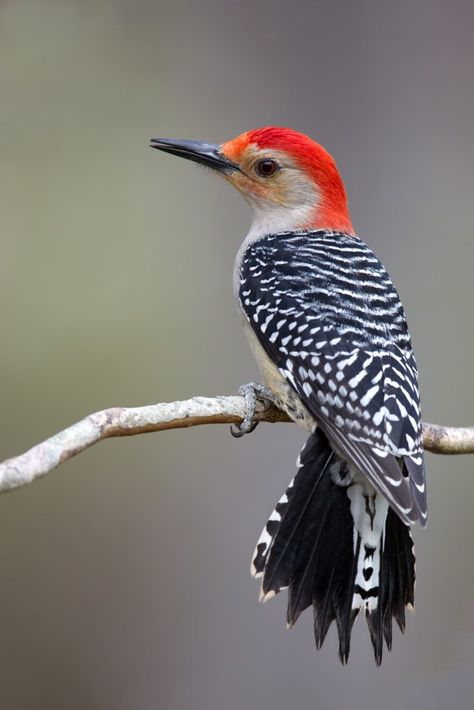 Red Bellied Woodpecker Tattoo, Red Belly Woodpecker, Red Cockaded Woodpecker, Woodpecker Photography, Woodpecker Painting, Woodpecker Watercolor, Red Headed Woodpecker, Red Bellied Woodpecker, Woodpecker Art