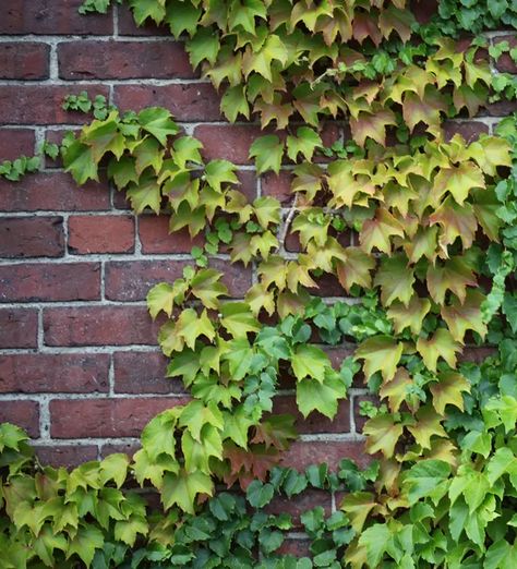 Boston Ivy Wall, Parthenocissus Tricuspidata, Boston Ivy, Ivy Wall, Virginia Creeper, Invasive Species, Brick Wallpaper, Miniature Houses, National Park Service