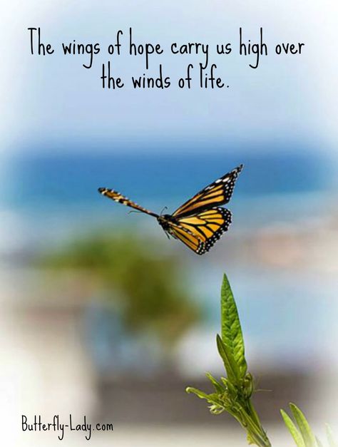 The Wings of Hope Quotes About Butterflies, Wings Quotes, About Butterflies, Life Tumblr, Butterfly Inspiration, Freedom Quotes, Butterfly Quotes, A Course In Miracles, The Wings