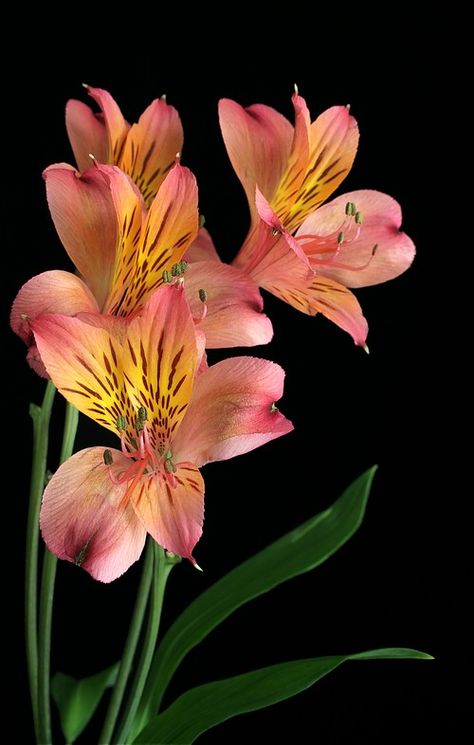 Peruvian Lily, Peruvian Lilies, Flower Identification, Airbrush Art, Beautiful Flowers Pictures, Flower Art Painting, Arte Floral, Botanical Flowers, Lily Flower