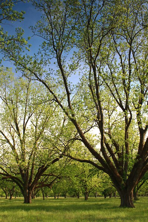 Pecan Orchard | Melrose, Louisiana, near the Cane River. Buy… | Flickr Pecan Orchard, Pecan Trees, Tuscan Style Homes, Pecan Tree, Picture Tree, Farm Business, Tuscan Style, Rural Landscape, Perfect Garden