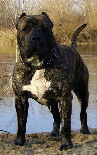 Perro de Presa Canario, Canarian catch dog" "#Presa #Canario" "Presa"Dogo Canario, "Canarian Molosser, Press Canario, Mastiff Dog Breeds, Mastiff Breeds, Clumber Spaniel, Presa Canario, Largest Dog, Corso Dog, Huge Dogs, Tibetan Mastiff