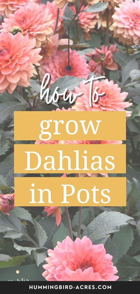 Growing Bulbs In Pots, Dahlia Care How To Grow, How To Grow Dahlias In Pots, Growing Dahlias In Pots, How To Plant Dahlias, Dhalia Garden Bed, Potted Cut Flower Garden, Dahlia In Containers, Dahlia Flower Garden Landscapes