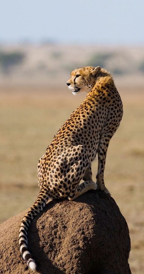 Cheetah Reference Photo, Big Cat Reference Photo, Leopard Reference Photo, Wild Cats Photography, Cheetah Reference, Cheetahs Animal, Cheetah Images, Leopard Photos, Cheetah Photography