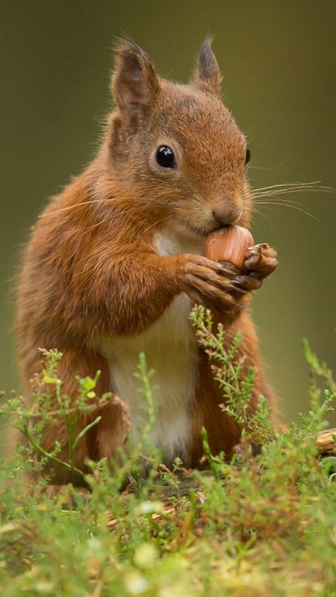 Squirrel Eating, Evening Pictures, Squirrel Pictures, Squirrel Funny, Wild Animals Pictures, Good Morning Images Hd, Cute Squirrel, Good Morning Photos, Red Squirrel