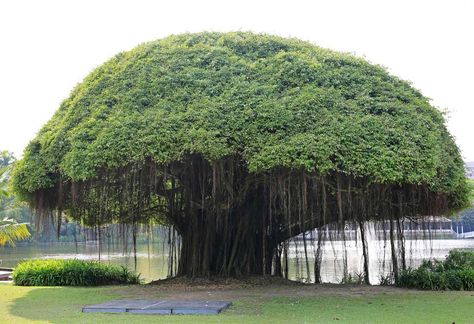 Trees are our best friends as they serve us in many ways. An essay on Banyan tree in English shows how it holds a great deal of cultural significance that becomes a symbol of the country's national pride. Tree Names, Black Oak Tree, Black Cherry Tree, Red Oak Tree, Hickory Tree, Types Of Trees, Tree Name, White Oak Tree, Larch Tree