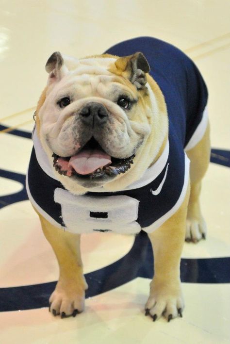 Butler University Mascot Butler Basketball, Indiana Girl, Butler Bulldogs, Butler University, Bleed Blue, Sweet Dog, College Stuff, Bulldog Lover, Happy Retirement