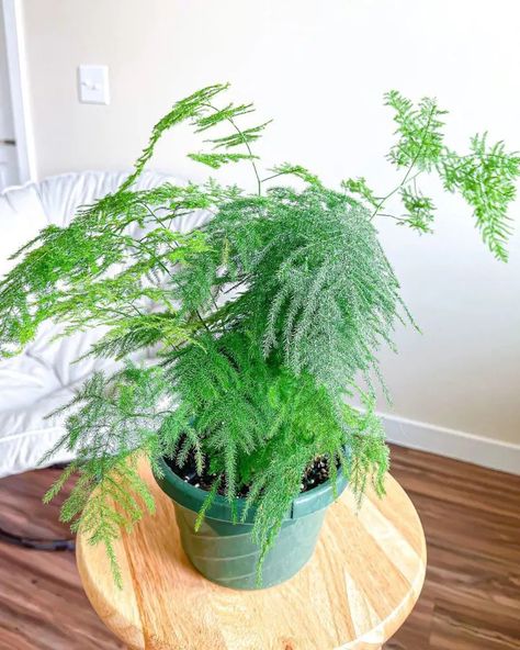 How To Grow and Care for Your Asparagus Fern Asparagus Fern Care, Air Fern, Ferns Care, Plant Mama, Asparagus Fern, Fern Plant, How To Grow, Indoor Garden, Garden Beds