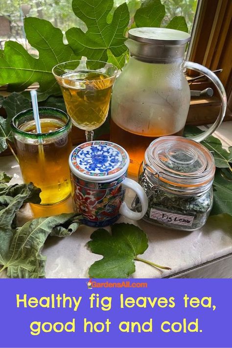 Healthy fig leaves tea, good hot and cold. Fig Tea, Fig Leaf Tea, Leaf Health, Tea Health, Easy Vegetables To Grow, Fig Leaf, Fig Recipes, Tea Health Benefits, Edible Landscaping