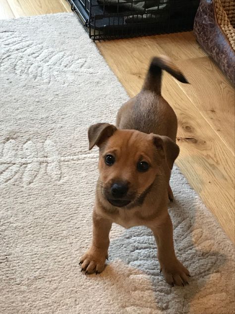 Louie - Jack Russell, Patterdale terrier cross Brown Jack Russell Dogs, Patterdale Terrier Puppy, Mutt Puppies, Jack Russell Terrier Colors, Jack Russell Chihuahua Mix Dogs, Nature Friends, Mixed Breed Puppies, Jack Russell Terrier Running, Jack Russell Mix