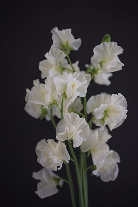 Sweet Pea Bouquet, Sweet Pea Flower, Sweet Pea Flowers, Flora Flowers, Sweet Tattoos, Pea Flower, Wonderful Flowers, Wedding Flower Inspiration, Sweet Peas