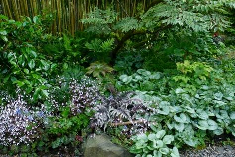 underplanting: making 'a tapestry garden,' with marietta o'byrne - A Way To Garden Tapestry Garden, Painted Fern, Dry Shade Plants, Budget Landscaping, Japanese Painted Fern, Shade Garden Design, Narrow Garden, Shade Garden Plants, Backyard Shade