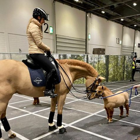 Luxury Horse Barns, Charlotte Dujardin, Horsey Life, Show Jumping Horses, Equestrian Aesthetic, Cute Horse Pictures, Barrel Racing Horses, Horse Aesthetic, Horse Videos