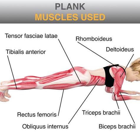 I recently created a plank exercise as many of my friends have asked me about ways to tighten their core. While it doesn’t stop here, planking is one exercise I incorporate with EVERY workout… Plank Muscles Used, Plank Muscles, Workouts Calisthenics, Back Pain Relief Exercises, Plank Exercise, Bodyweight Workout Routine, Biceps Brachii, Yoga Anatomy, Plank Exercises