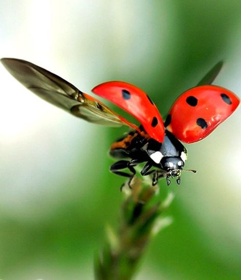 Macro Images, Macro Photography Insects, Regard Animal, Foto Macro, Macro Pictures, Photography Ideas At Home, Lady Beetle, Insect Photography, Ladybug Art