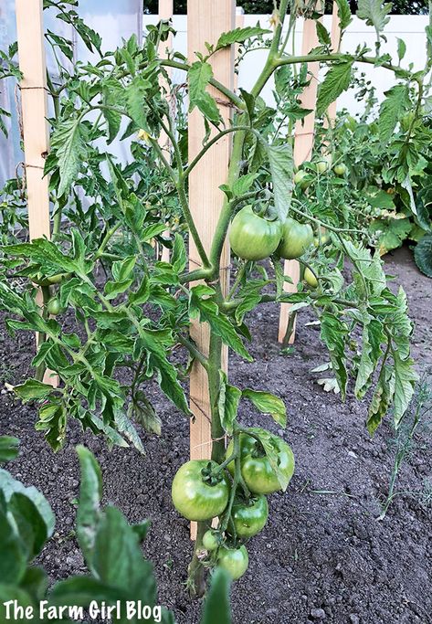 Stake Tomato Plants, Tomato Plant Trellis, Staking Tomatoes, Staking Tomato Plants, Tomato Support, Growing Tomato, Pea Trellis, Cherry Tomato Plant, Growing Tomato Plants