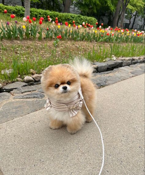 Pomeranian Teacup, Dog Goals, Purse Dog, Cute Pomeranian, Tiny Dogs, Petunias, Pom Poms, Puppy Love, Baby Animals