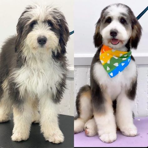 Best Types of Bernedoodle Haircuts - We Love Doodles Mini Bernedoodle Grooming Styles, St Berdoodle Haircuts, How To Groom A Bernedoodle, Bernie Doodle Haircut, Bordoodle Grooming, Bernedoodle Summer Cut, Sheepadoodle Haircut Styles, Mini Bernedoodle Haircut Styles, Sheepadoodle Grooming Styles