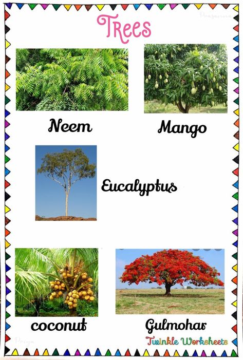 This worksheet is about learning the name of the trees. Have fun learning with us!. Types Of Trees Charts, Trees Name In English, Pictures Of Trees, Types Of Trees, Reading Body Language, Trees For Kids, Transportation Activities, Planting For Kids, Tree Pictures