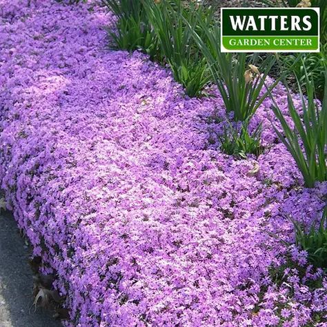 Ground Cover Plants Shade, Ground Covers For Sun, Evergreen Ground Cover Plants, Ground Cover Flowers, Ground Cover Shade, Best Ground Cover Plants, Ground Cover Seeds, Full Sun Flowers, Perennial Ground Cover