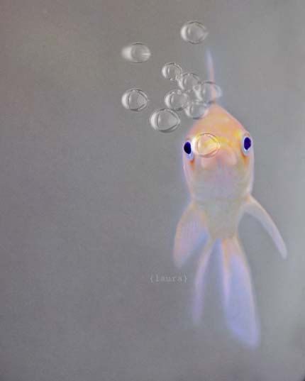 Cute Goldfish, Goldfish, Conversation Piece, Floating, Bubbles, Fish, Fine Art, Water, Blue