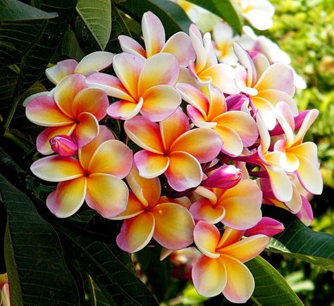 Plumeria Plant, Plant Patio, Plumeria Tree, Art For Walls, Florida Landscaping, Flower Lei, Hawaiian Plumeria, Plumeria Flowers, Art Nouveau Art