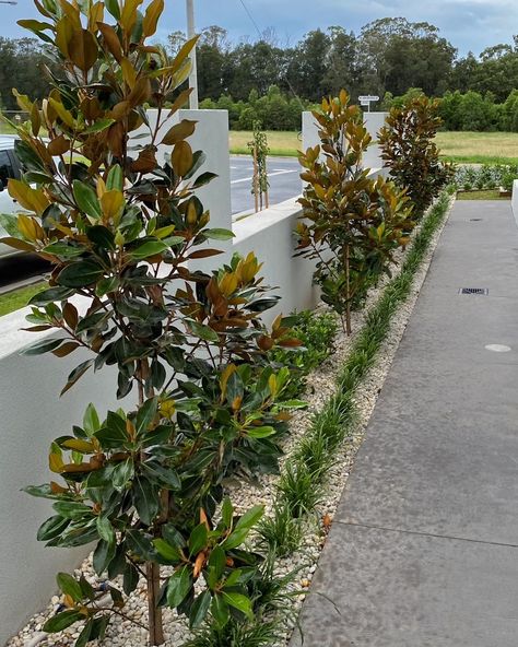 Foundation Shrubs, Gardenia Florida, Strip Garden, Pathway Design, Hamptons Garden, Liriope Muscari, Courtyard Ideas, Coastal Garden, Front Gardens