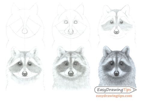 How to Draw a Raccoon Face Step by Step - EasyDrawingTips How To Draw A Raccoon, Draw A Raccoon, Racoon Drawing, Racoon Art, Head Drawings, Basic Sketch, Raccoon Face, Face Step By Step, Raccoon Drawing