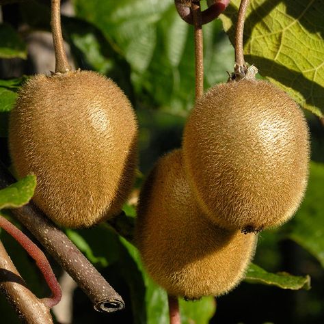 USDA Organic Fuzzy Kiwis for Sale – FastGrowingTrees.com Kiwi Vine, Flowering Pear Tree, Types Of Mulch, Endless Summer Hydrangea, Outdoor Space Ideas, Redbud Tree, Holly Tree, Crabapple Tree, Blueberry Bushes