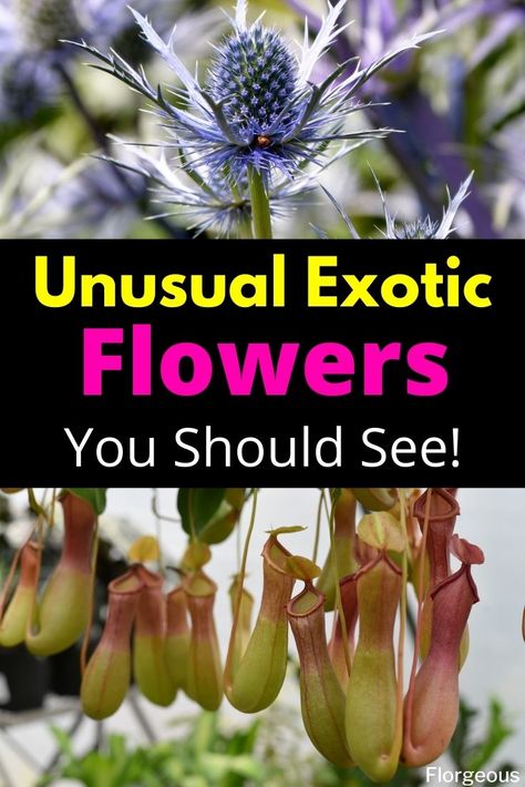 Top 11 Unusual and Exotic Flowers Around The World #exoticflowers #flowers #flower #florgeous Strange Flowers Unusual Plants, Most Beautiful Flowers In The World, Unusual Houseplants, Weird Flowers, Strange Flowers, Weird Plants, Rare Orchids, Flower Scent, Garden Types