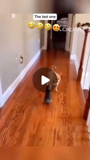 Funny Dog Gifs, Hap Hap Happy Dog Video, Funny Animal Pics Hilarious, Puppy Videos Funny Hilarious, Try Not To Laugh Animals Videos, Dogs Talking Videos, Dog Voice Over Videos, Talking Dogs Funny Video, Funny Animal Videos Dogs