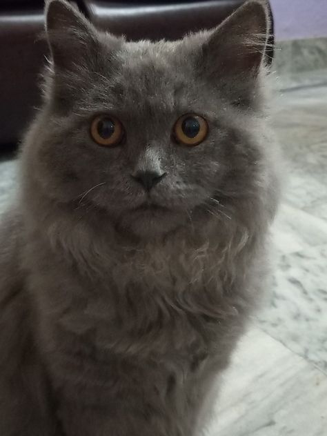 Persian Cat Grey, Gray Persian Cat, Grey Persian Cat, Nebelung Cat, I Miss My Cat, Good Morning Gift, Nebelung, Beautiful Wallpaper For Phone, Beautiful Wallpaper