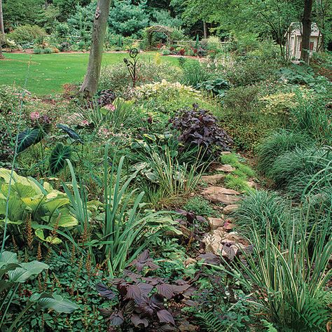 Small Garden Area Ideas, Rain Garden Plants Shade, Rain Garden Landscape, Shade Landscaping, Shade Shrubs, Plants Uk, Sloped Backyard, Rock Garden Plants, Budget Garden