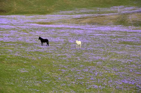 Black and white amidst purple | Ivan Ivanov | Flickr Pathetic Aesthetic, Donkeys, Pretty Places, Sims 3, Mother Earth, Pretty Pictures, In The Middle, Mother Nature, The Middle