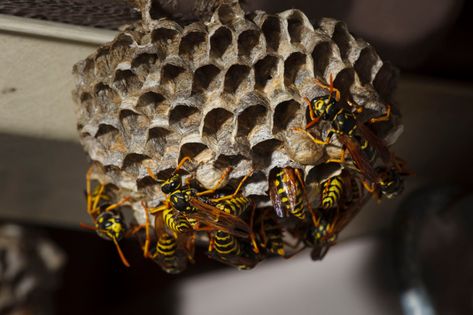 Paper wasps will defend their nest aggressively, so in some cases, they may need to be removed. Learn when and how to remove paper wasp nests safely. Wasp Nest Removal, Paper Wasp, Wasp Traps, Hornets Nest, Wasp Nest, Kill Mosquitos, New Canaan, Wasp, Pest Control