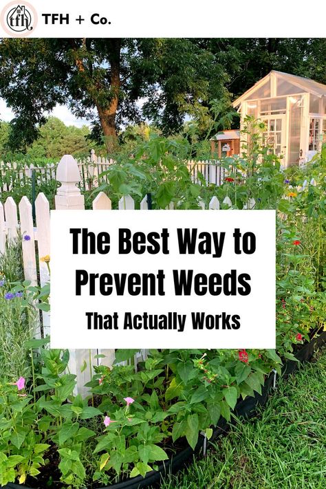 How to Prevent Weeds in an Organic Garden Home Garden Ideas, Interior Design Decor, Kitchen Interior Design, Kitchen Interior Design Decor, Design Decor, Organic Gardening, Garden Beds, Kitchen Interior, Vegetable Garden