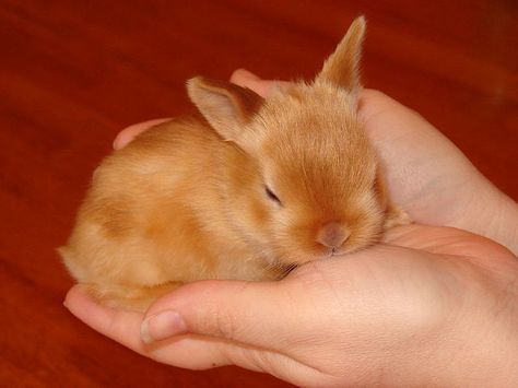 ~ Baby Mini Satin Rabbit ~ Satin Rabbit, Daily Bunny, Rabbit Pictures, Rabbit Breeds, Rabbit Eating, Cut Animals, Animal Fun, Most Beautiful Animals