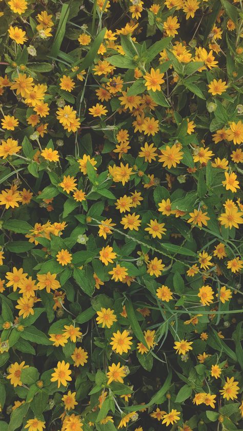 Yellow And Green Wallpaper Aesthetic, Mustard Yellow Flowers, Yellow Bg Aesthetic, Yellow Flower Aesthetic Wallpaper, Erie Aesthetic, Yellow Green Aesthetic Wallpaper, Yellow Wallpaper Vintage, Vintage Yellow Aesthetic Wallpaper, Mustard Yellow Aesthetic Wallpaper