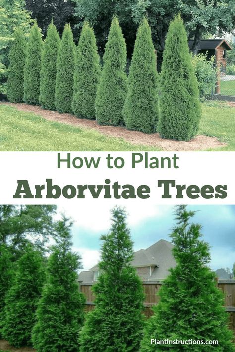 Emerald Arborvitae, Arborvitae Landscaping, Fast Growing Privacy Shrubs, Green Giant Arborvitae, Landscape Ideas Front Yard Curb Appeal, Giant Arborvitae, Emerald Green Arborvitae, Arborvitae Tree, Privacy Trees